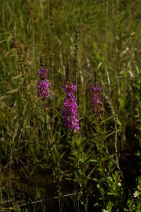 Kyprej – Lythrum salicaria