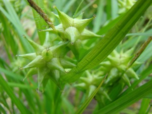 Ostřice Grayova – Carex grayi