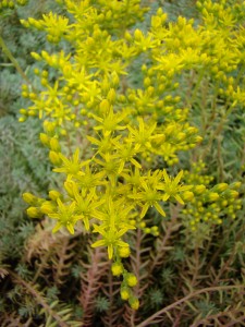 Sedum Reflexum