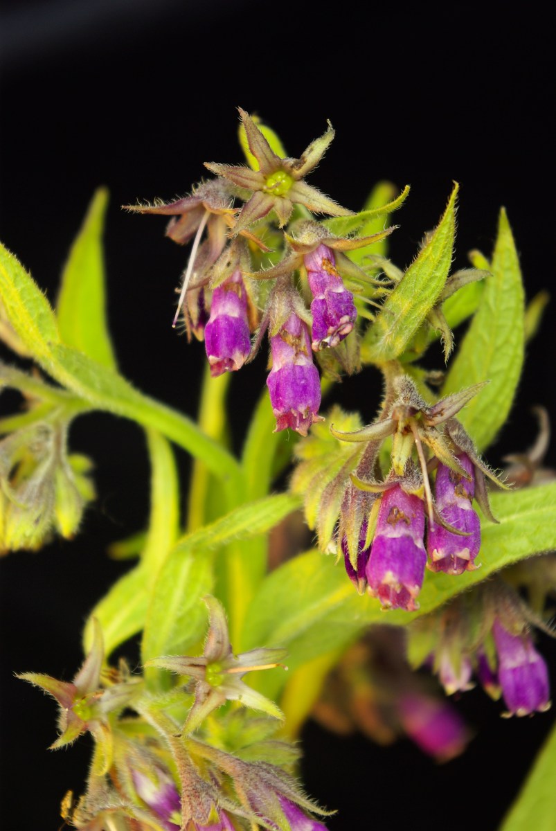 Kostival lékařský – Symphytum officinale