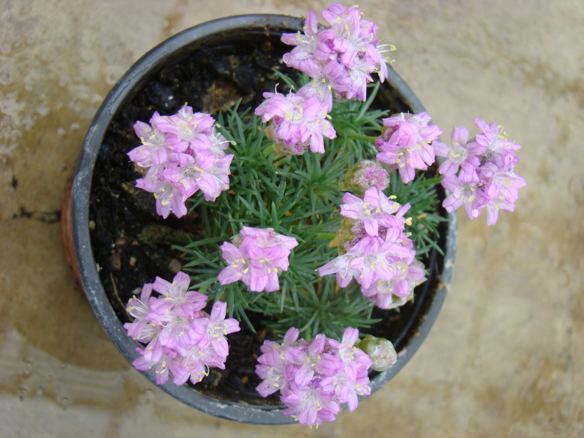 Armeria juniperifolia cv. Bevan - Trávnička