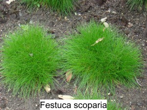 Kostřava – Festuca scoparia