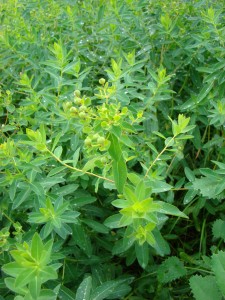 Pryšec bahenní - Euphorbia palustris