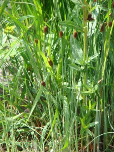 Orobinec nejmenší – Typha minima