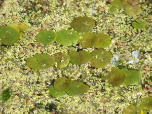 Voďanka žabí - Hydrocharis morsus-ranae