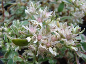 Sedum Spurium Tricolor