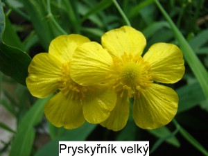 Pryskyřník velký - Ranunculus lingua