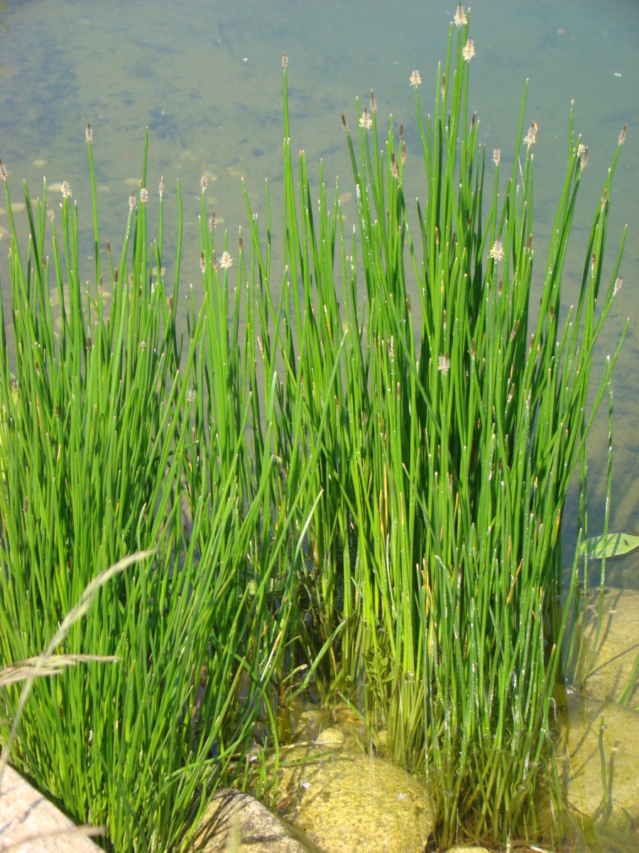 Bahnička – Eleocharis acicularis