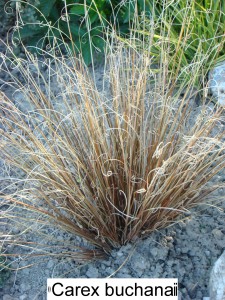 Ostřice Buchananova – Carex buchananii