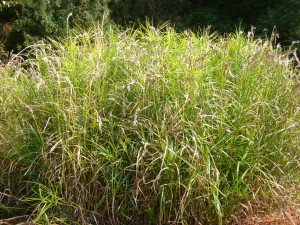 Ostřice - Carex muskingumensis