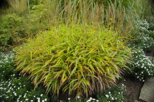 Andropogon sibiricus synonymum Spodiopogon sibiricus