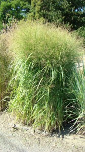 Panicum virgatum - cv. CloudNine