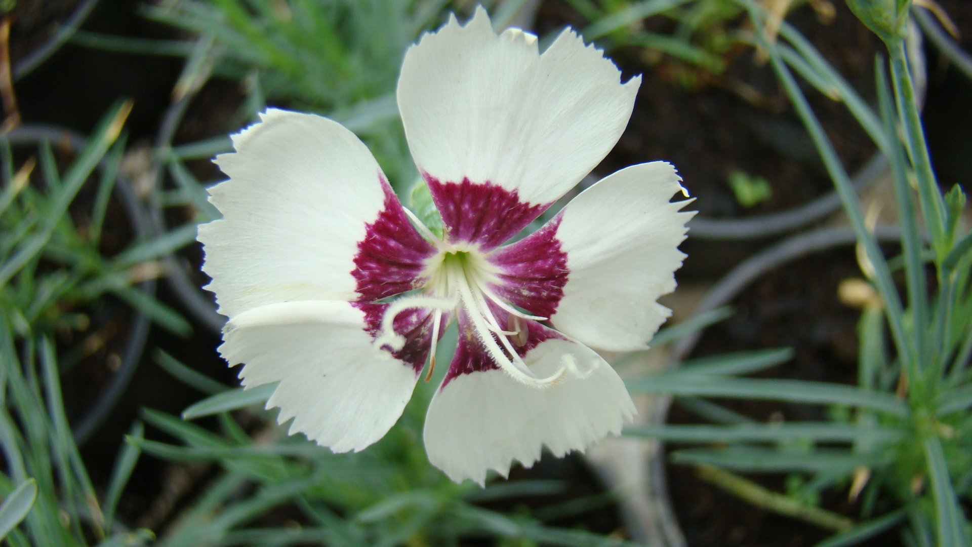 Dianthus cv.Duo