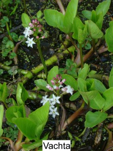 Vachta trojlistá - Menyanthes trifoliata