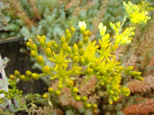 Sedum Reflexum