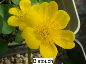 Blatouch bahenní – Caltha palustris