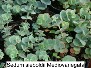 Sedum Sieboldii