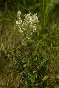 Tužebník jilmový – Filipendula ulmaria