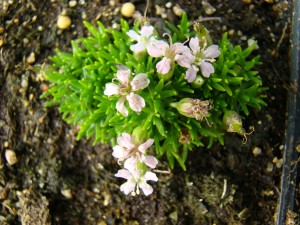 Silene Acaulis