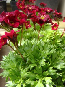 Saxifraga Arendsii Baby Red