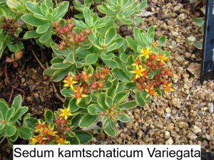 Sedum Kamtschaticum Variegata