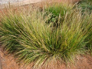 Pěchava vápnomilná - Sesleria albicans