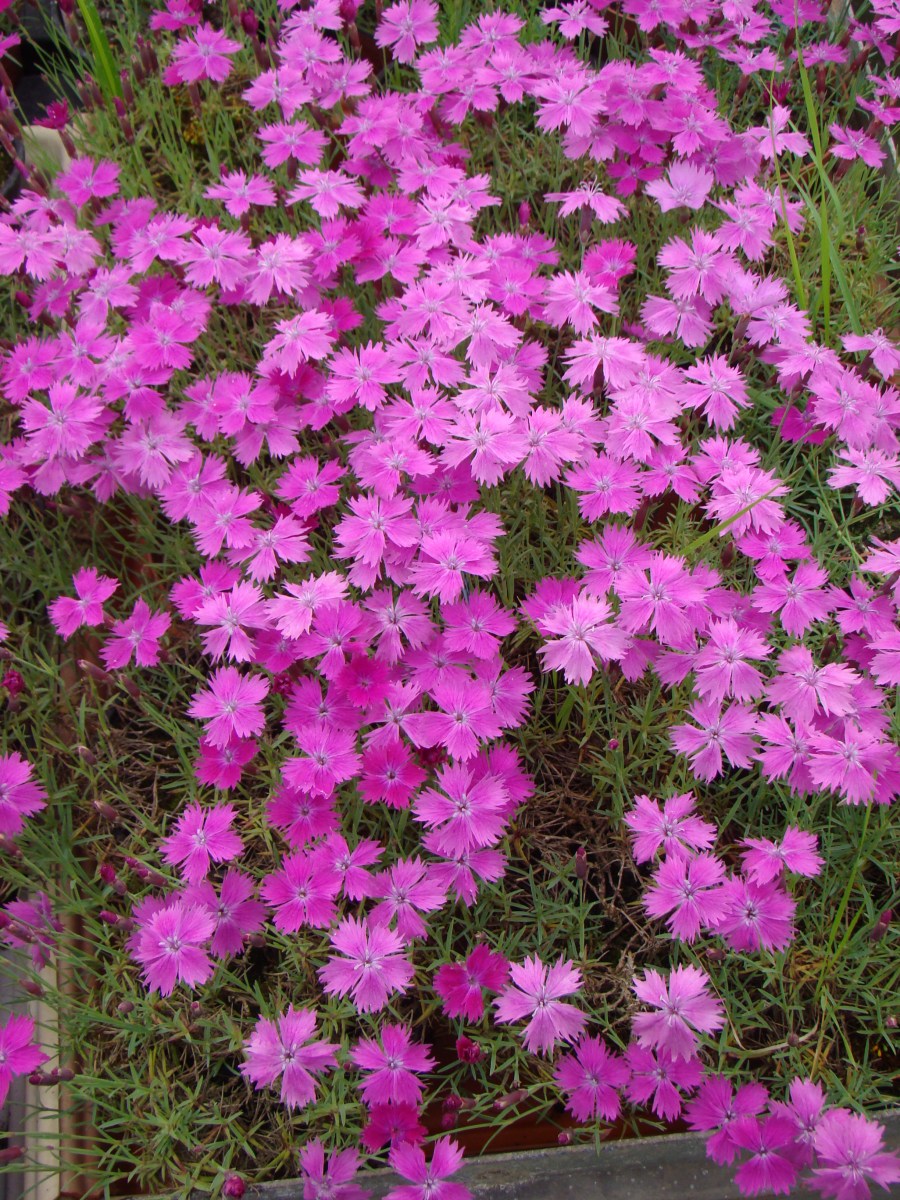 Dianthus cv.Arcibiscup