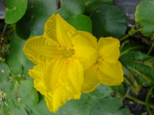 Plavín – Nymphoides peltata