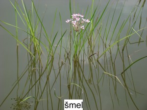 Šmel - Butorus umbellatus