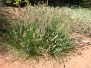 Dochan – Pennisetum alopecuroides