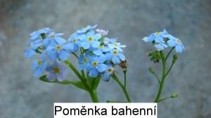 Pomněnka bahenní – Myosotis palustris