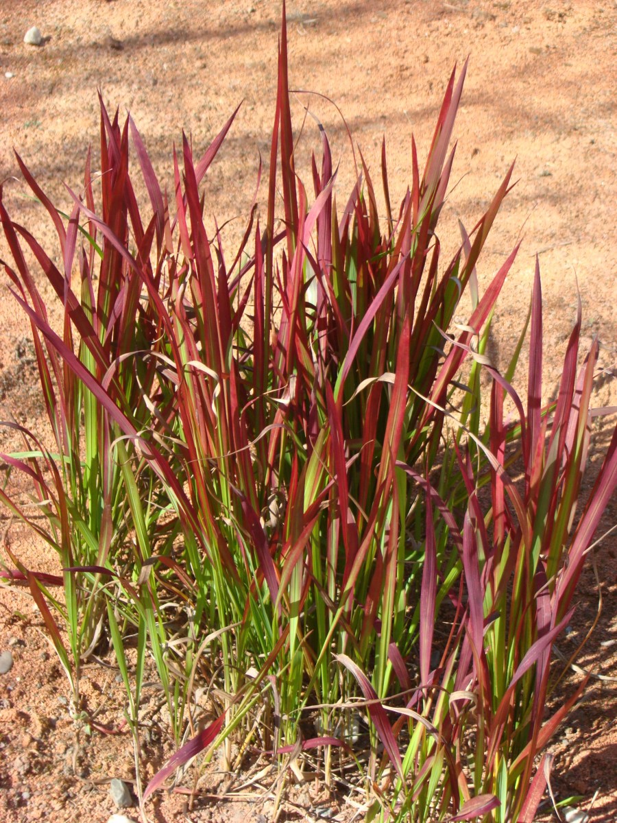 Lalang válcovitý - Imperata cylindrica Red Baron