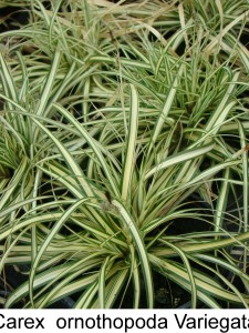 Carex ornothopoda -Variegata