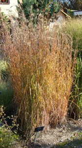 Andropogon gerardii