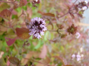 Máta vodní - Mentha aquatica