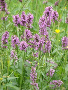 Bukvice lékařská - Stachys officinalis