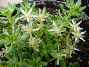 Sedum Trolii