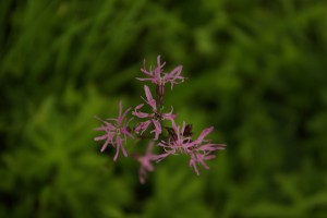 Karafiát bahenní – Dianthus flos foculi