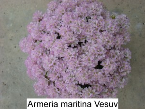 Armeria maritima cv. Vesuv - Trávnička