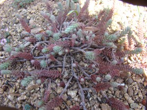 Sedum Anglicum