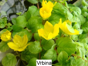 Vrbina penízková -Lysimachia nummularia