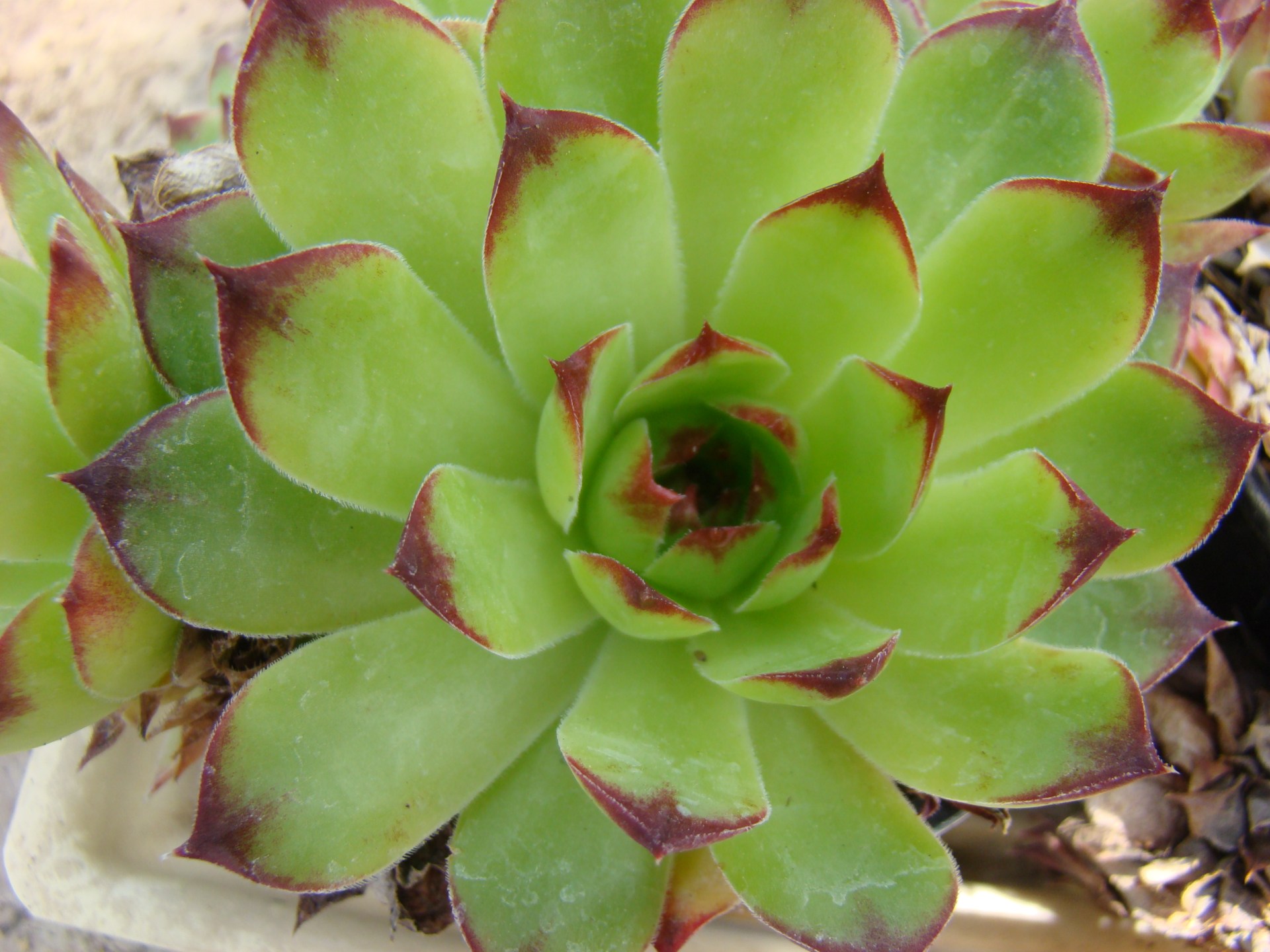 Netřesk - Sempervivum