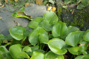 Ďáblík bahenní - Calla palustris