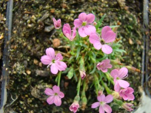 Dianthus Microlepis