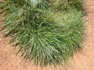 Pěchava lesklá - Sesleria nitida