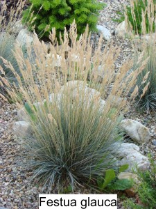 Kostřava sivá - Festuca glauca