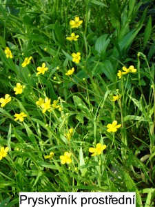 Pryskyřník prostřední – Ranunculus flammula