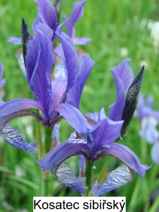 Kosatec sibiřský – Iris sibirica