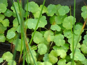 Pupečník obecný – Hydrocotyle vulgaris