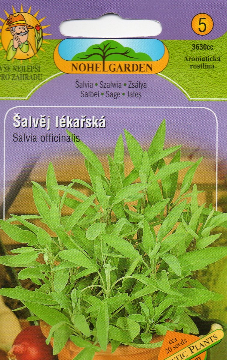 Šalvěj Lékařská - Salvia officinalis